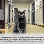 Maverick Showroom black cat